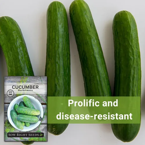 Miniatura 5 de Sow Right Seeds - Semillas de pepino Marketmore para plantar - Paquete de reliquia sin OMG con instrucciones para plantar y cultivar un huerto