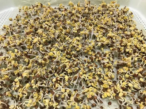 Miniatura 2 de Paquete de 150 piezas de papel germinante de cultivo germinante, germinación de microgreens vegetales, papel de siembra de 7.8 x 11.4 pulgadas. Apto
