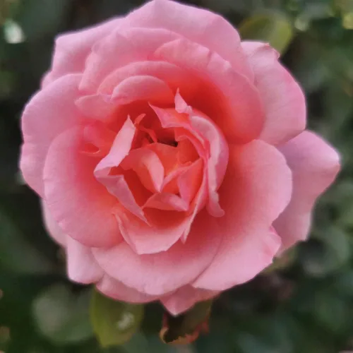 Miniatura 7 de Heirloom Roses Planta de rosas - Acapella® Rosa Rosa Bush, Té híbrido Planta viva para plantar al aire libre