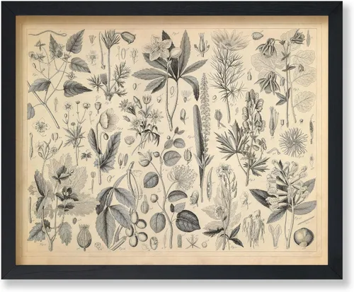 Poster Master Póster Vintage de Plantas Cultivadas - Impresión Botánica Retro - Arte de Flores - Arte de Plantas - Regalo para Hombres y Mujeres -