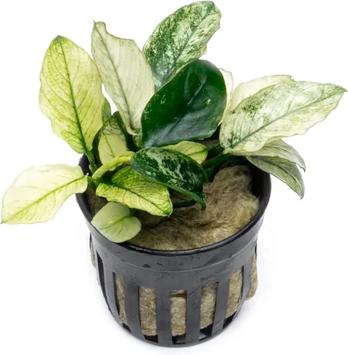 Miniatura 18 de SubstrateSource Plantas vivas – Anubias Hastifolia (Anubias hastifolia) – Luz baja a moderada, hojas en forma de flecha de color verde medio a