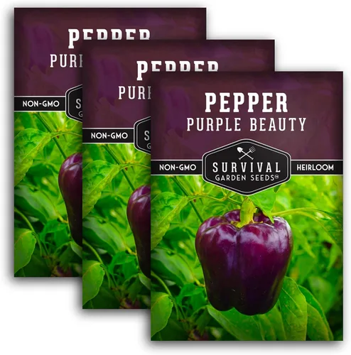 Miniatura 11 de Purple Beauty - Semillas de pimiento morrón para plantar Pimientos morados dulces tradicionales para jardines domésticos – Polinizado abierto sin