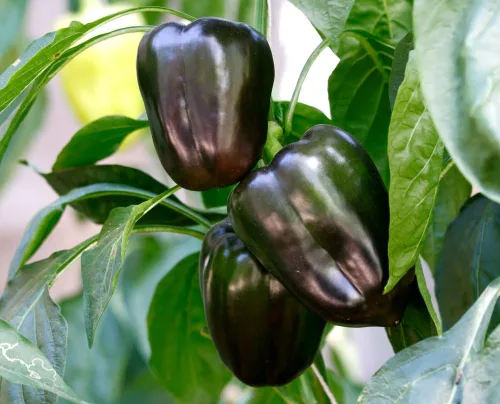 Miniatura 2 de Pimiento negro dulce vegetal sin OMG para plantar