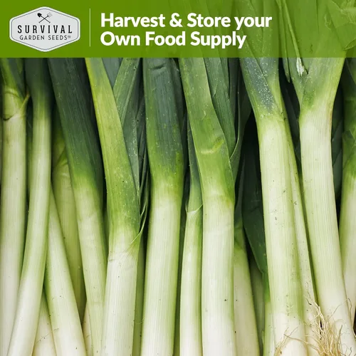 Miniatura 5 de Survival Garden Seeds - Semilla de puerro grande con bandera estadounidense para plantar - 1 paquete con instrucciones para plantar y cultivar