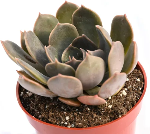 Miniatura 3 de Planta suculenta Echeveria viva - Suculenta Echeveria de 4 pulgadas con raíces completas (Echeveria Marron)
