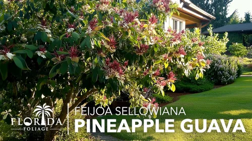 Miniatura 3 de Guayaba de piña - 3 plantas vivas - Feijoa Sellowiana - Follaje comestible de frutas y floración