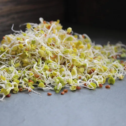 Miniatura 4 de Semillas orgánicas de germinación de rábano Daikon, bolsa de semillas de 1 libra, sin OMG, semillas de cultivo de jardín de reliquia, brotes