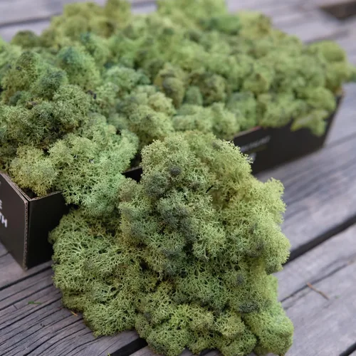 Miniatura 16 de Musgo de Reno Preservado Verde Natural Kit de Bricolaje Arte de Jardinería Decoración de Pared Decoración de Floristería Decoración de Mesa