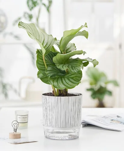 Miniatura 6 de Macetas de riego automático para plantas de interior, macetas, maceta de riego automático, 2 piezas de 4 + 5.3 pulgadas, rayas negras