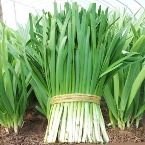 Miniatura 4 de Semillas de cebollino de ajo - 500 semillas para plantar - Hierba perenne para jardín y cocina