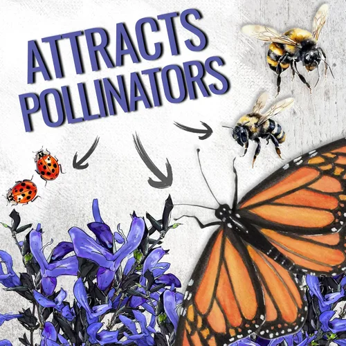 Miniatura 5 de Seed Needs Semillas de salvia azul zafiro para plantar, reliquia y salvia polinizada abierta, cultiva un jardín de mariposas con plantas con flores