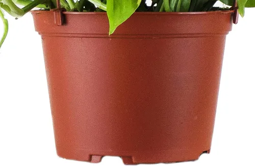 Miniatura 3 de Shop Succulents - Árbol de goma ficus borgoña vivo, purificador de aire, seleccionado a mano, planta de interior para el hogar en maceta de 6 Pothos