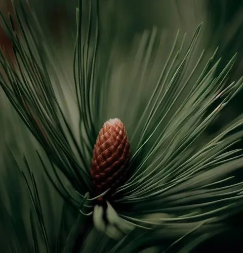 Miniatura 8 de Pinus palustris (pino de hoja larga) Semillas de árbol, árbol de hoja perenne de larga vida, semillas de MySeeds.Co, elige la cantidad (1 oz)