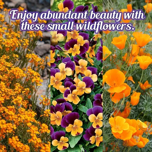 Miniatura 5 de Mezcla de semillas de flores silvestres de bajo crecimiento, flores cortas de 1 oz, 6 a 12 pulgadas, mezcla natural sin OMG de semillas de jardín