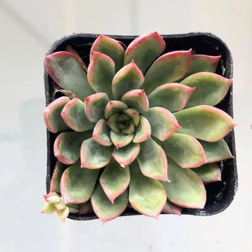 Miniatura 22 de Blissful Echeveria Alpen Glow 4" Pot Live Succulent Pink Purple Rosette Plant Easy 2 Grow, Perfect for Wedding, Party Favor and Succulent