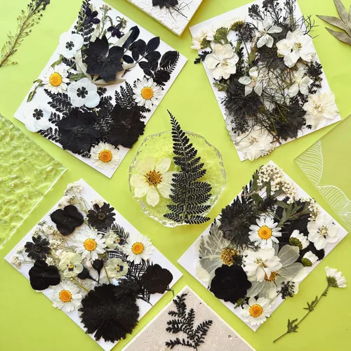Miniatura 3 de MIKIYA 90 piezas de flores secas prensadas negras para moldes de resina, hojas florales secas a granel naturales reales para manualidades de arte