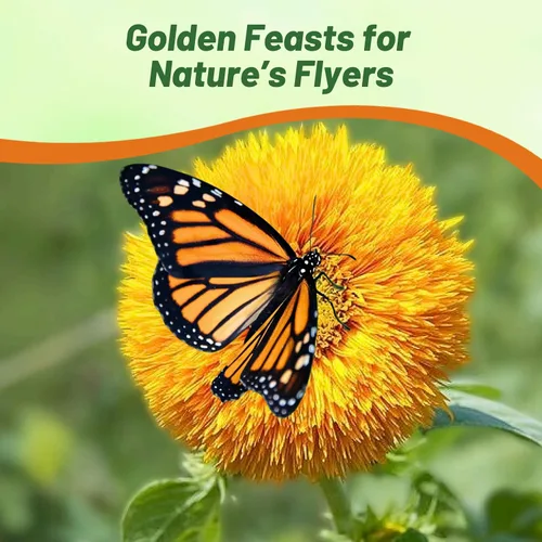 Miniatura 6 de Outsidepride Giant Sungold - Semillas de girasol para plantar, 500 piezas anuales, fáciles de cultivar con flores vibrantes y abundantes