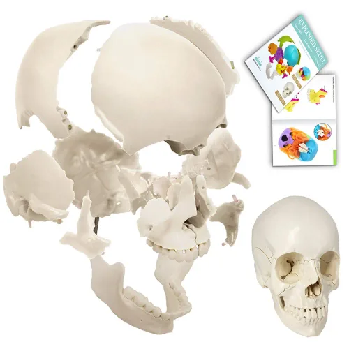 Cráneo humano desarticulado, modelo de cráneo de 22 piezas, modelo de cráneo humano despiezado color de hueso adulto, modelo de cráneo anatómico de
