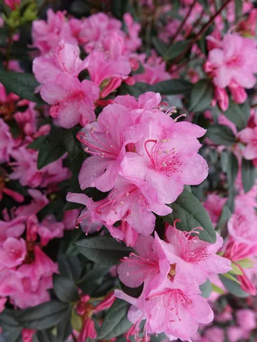 Miniatura 8 de Rododendro 'Aglo' (Rododendro) Perenne, flores rosas, #2 - Tamaño Contenedor