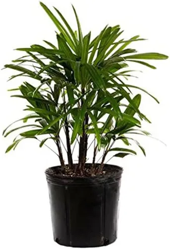 American Plant Exchange Lady Palm - Maceta de 10 pulgadas - Planta de interior viva de fácil cuidado, purificadora de aire, palma tropical de poca