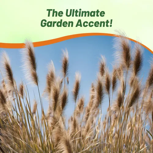 Miniatura 6 de Outsidepride - 200 semillas de la hierba ornamental perenne Pennisetum viridescens (mijo perla [Fountain Grass]) para sembrar