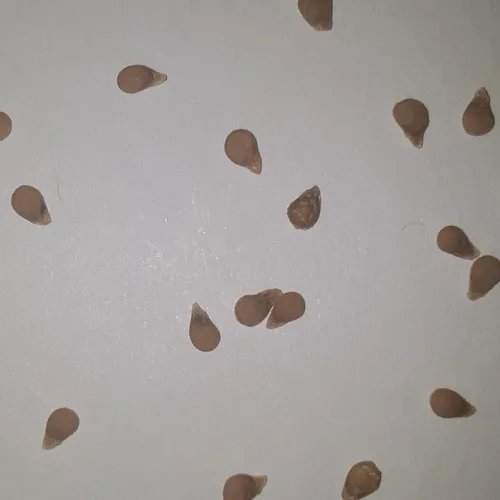 Miniatura 2 de PAPAW'S GARDEN SUPPLY LLC. ¡Ayudando a que la próxima generación crezca! Semillas híbridas de tomate de uva Sweet Hearts, sin OMG, 1 paquete de 10