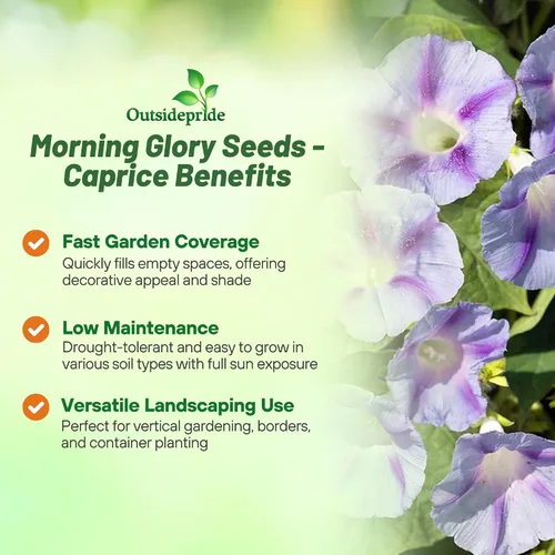 Miniatura 3 de Outsidepride 500 Semillas Anuales Ipomoea Purpurea Morning Glory Caprice Climbing Vine Flower Seeds para plantar