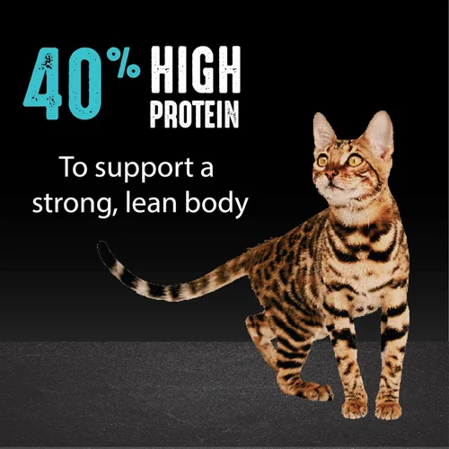 Miniatura 5 de CRAVE Alimento seco natural para gatos adultos con alto contenido de proteínas, sin cereales, con proteína de salmón y pescado del océano, bolsa