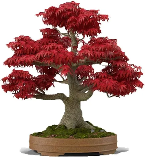 Semillas de árbol de bonsái de arce rojo japonés | Más de 30 semillas | Muy apreciadas para bonsái, semillas de árbol de arce japonés