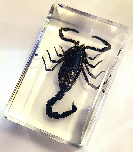 44mm de escorpión negro real en resina de lucite transparente cristalina, especímenes de artesanía, insectos de varios animales, colección de