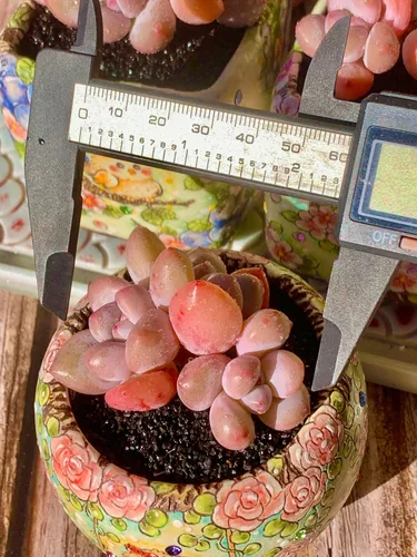 Miniatura 3 de xPachyveria Elaine - Kit de suculentas – con maceta de plástico, planta viva en racimo de 2 pulgadas, suelo comprimido y guía, para escritorio