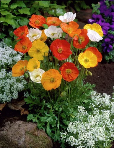 Miniatura 5 de 1000 Semillas Oriental Amapola Papaver Mezcla Flores Perennes Sin OGM