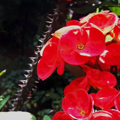 Miniatura 6 de Planta viva de corona roja de espinas, planta viva de corona de espinas, 4 unidades en maceta, planta suculenta perenne viva