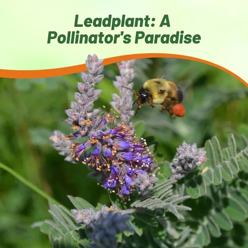 Miniatura 5 de Outsidepride Leadplant Semillas de flores silvestres – 2000 piezas de semillas de flores silvestres perennes, similares a arbustos, tolerantes a