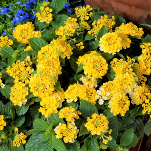 Miniatura 6 de 2 plantas Lantana vivas, en maceta, color rosa brillante, plantas vivas para plantar al aire libre, plantas Lantana arrastradas, planta Lantana