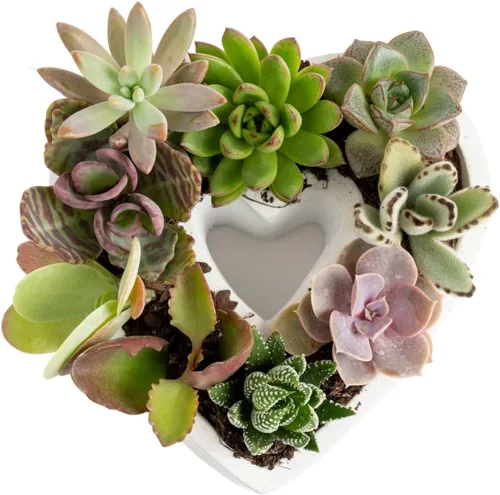 Miniatura 10 de Costa Farms Mini plantas suculentas vivas en macetas de plástico, suculentas de interior fáciles de mantener, plantas de interior para decoración