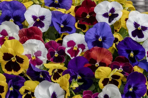 Miniatura 5 de Flores Viola Swiss Giant Mix - 80 Semillas