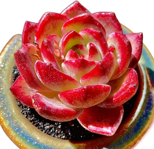 Miniatura 17 de Echeveria Agavoides Romeo - Plantas suculentas vivas raras, planta roja de 1 cabeza de 2.7 pulgadas, raíz desnuda sin tierra para maceta, escritorio