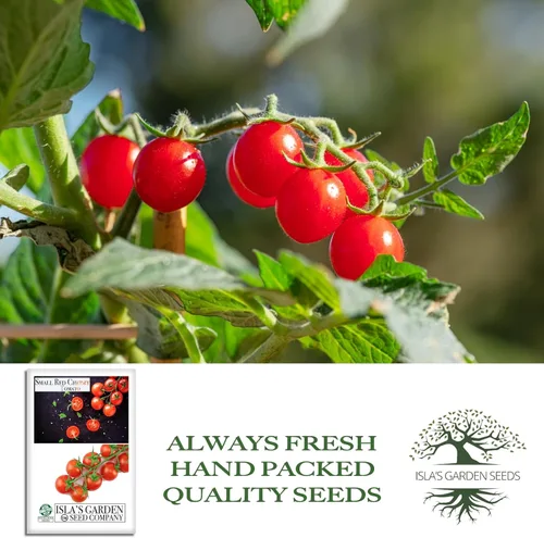 Miniatura 4 de Semillas pequeñas de tomate cereza roja para plantar, más de 500 semillas tradicionales por paquete, semillas de jardín de Isla