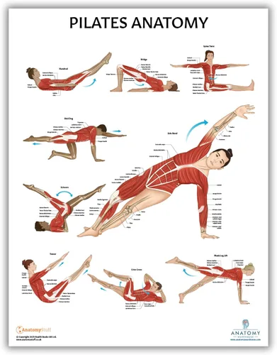 Miniatura 6 de Anatomy Lab Póster muscular, esquelético, yoga, estiramiento y pilates, anatomía y fisiología – Paquete de 5 LAMINADO 17.3 x 22.5 pulgadas, tabla