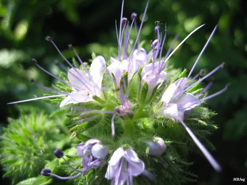 Miniatura 3 de Sage Herb 125 Semillas (Salvia officinalis) Heirloom - Sin OMG - Polinizado abierto