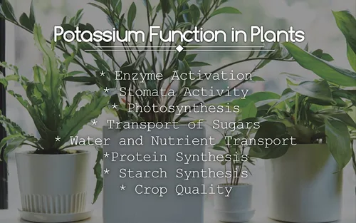 Miniatura 2 de Greenway Biotech Fertilizante de cloruro de potasio 0-0-62 - Muriato de potasa 100% soluble en agua - Mejora los fertilizantes de crecimiento