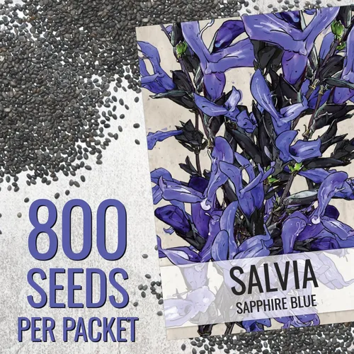 Miniatura 3 de Seed Needs Semillas de salvia azul zafiro para plantar, reliquia y salvia polinizada abierta, cultiva un jardín de mariposas con plantas con flores
