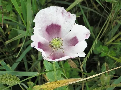 700 Semillas de flores de Somniferum Papaver Papaver TASMANIAN morado y blanco