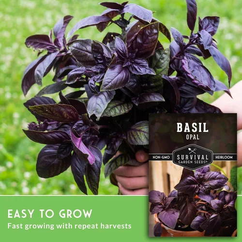 Miniatura 3 de Semillas de albahaca de ópalo para plantar, variedad de púrpura oscuro con hojas casi negras, variedad única de semillas de hierbas, reliquia