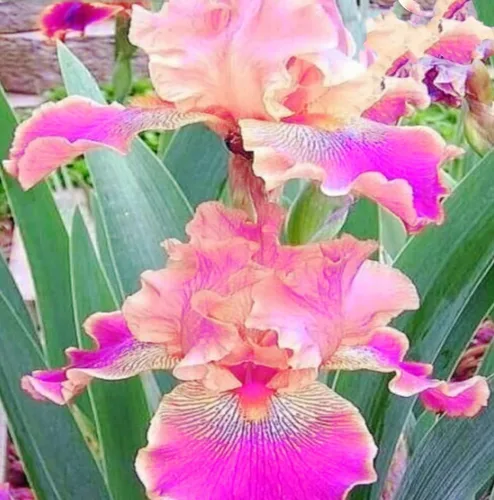 Miniatura 2 de 120 semillas de iris mezcladas impresionantes perennes, fragantes raros azules mágicos bicolor de la bandera siberiana flor