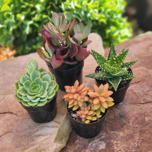 Miniatura 11 de Altman Plants, Plantas suculentas vivas (4 unidades), regalos para amantes de las plantas suculentas, plantas de interior vivas en tierra