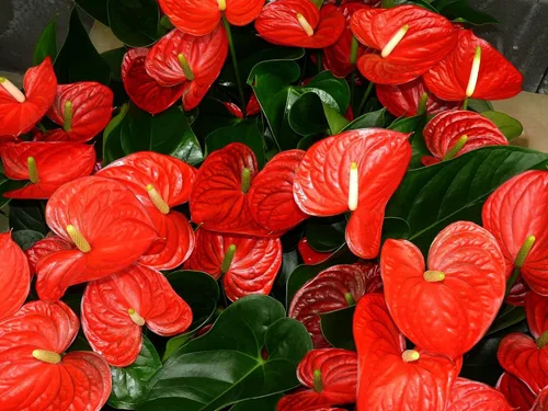 Miniatura 6 de Summer Special - Planta de anturio rojo hawaiano de 6 a 10 pulgadas en una maceta de 2 pulgadas