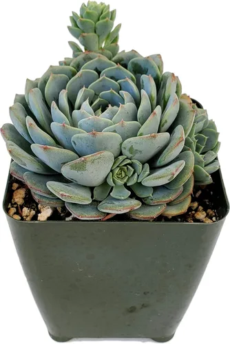 Miniatura 7 de Fat Plants San Diego Live Echeveria Planta Suculenta Híbrida, Lola
