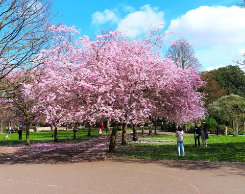 Miniatura 2 de TomorrowSeeds - Semillas de árbol de cerezo japonés - Más de 30 unidades - para plantar 2026 Sakura Pink Floración Asiático Oriental Ornamental
